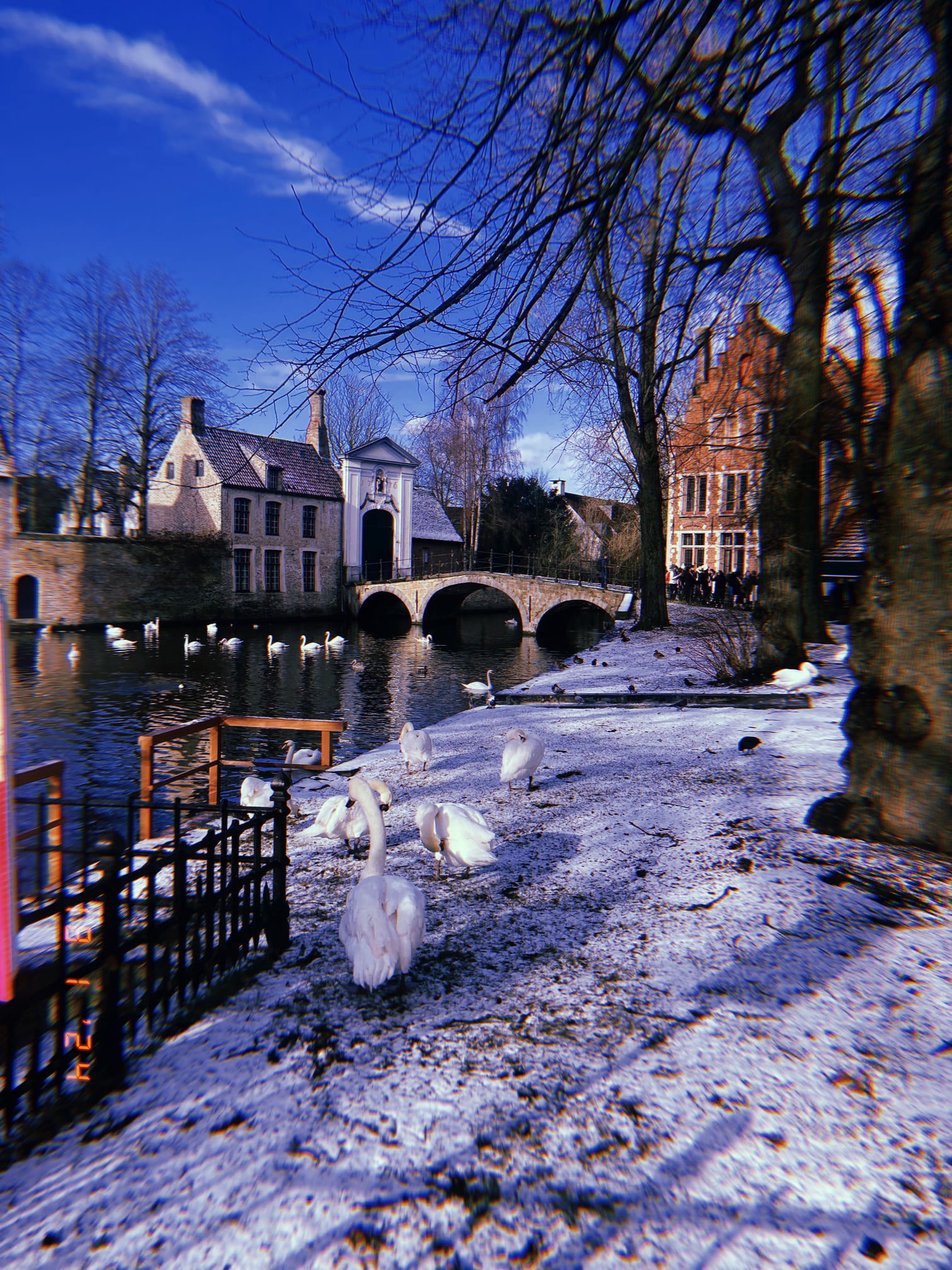雪の庭園と白鳥たち（ブルージュ）