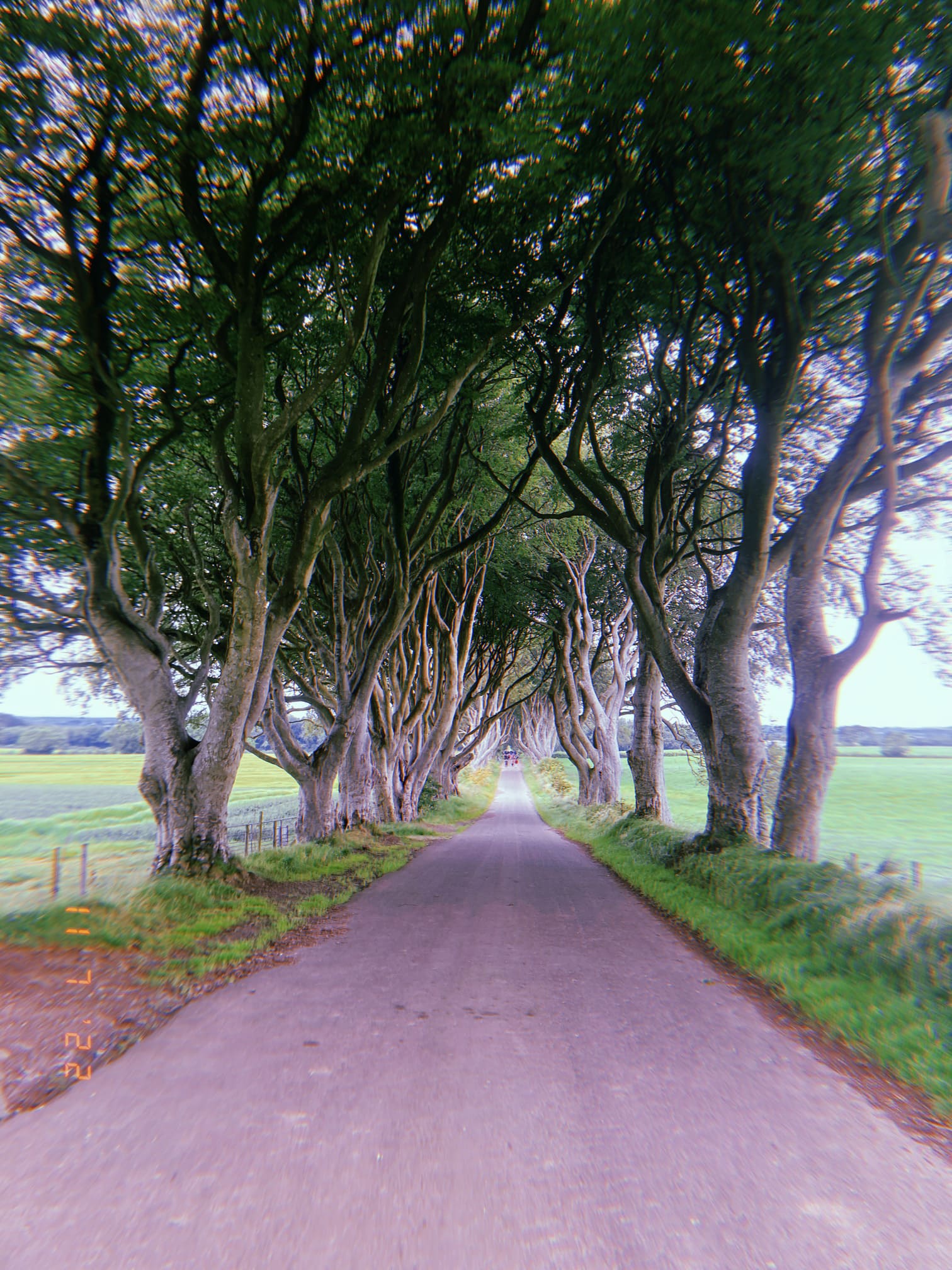 Game of Thronesのロケ地として有名な並木道