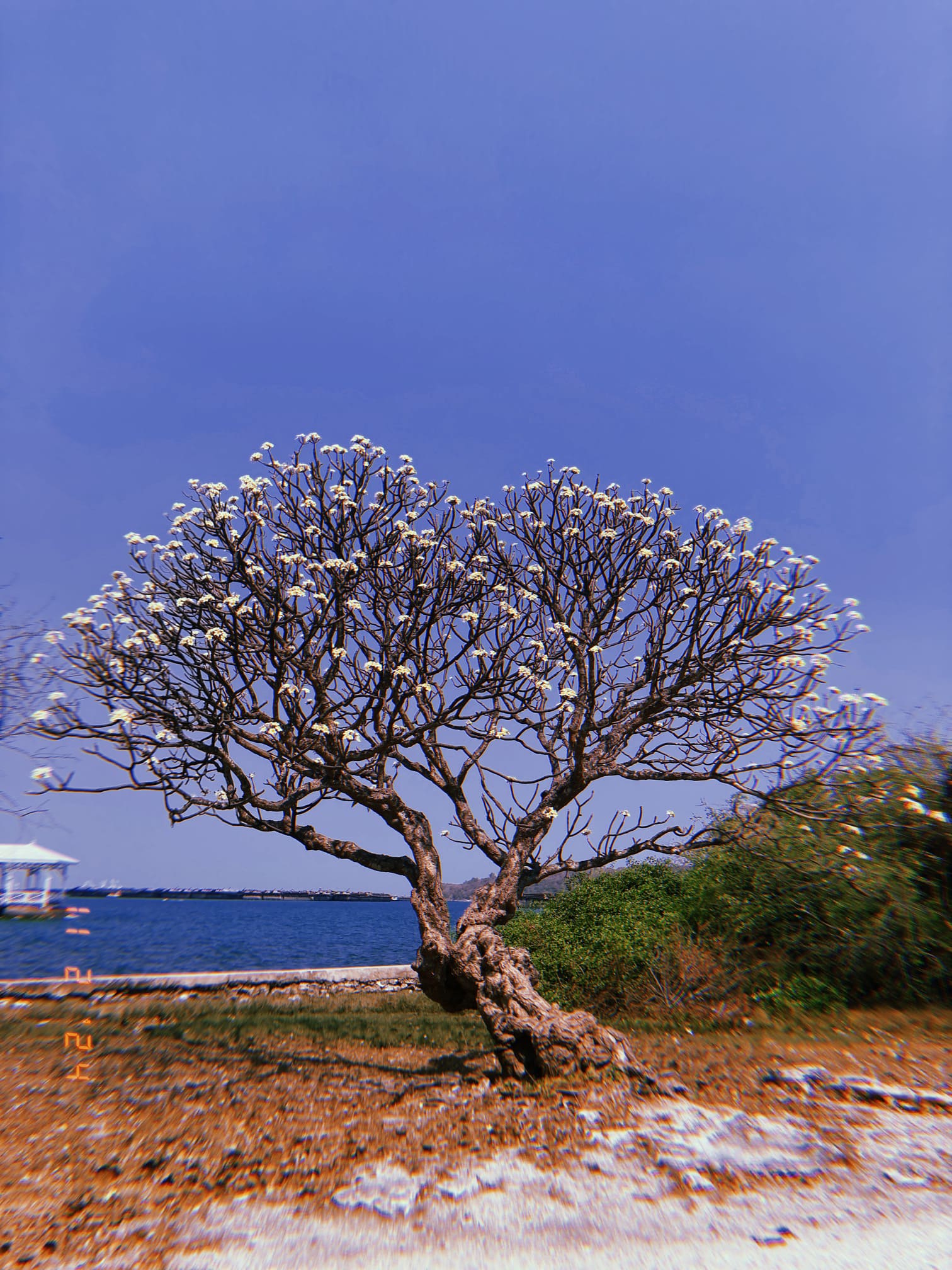 シーチャン島の一本の木