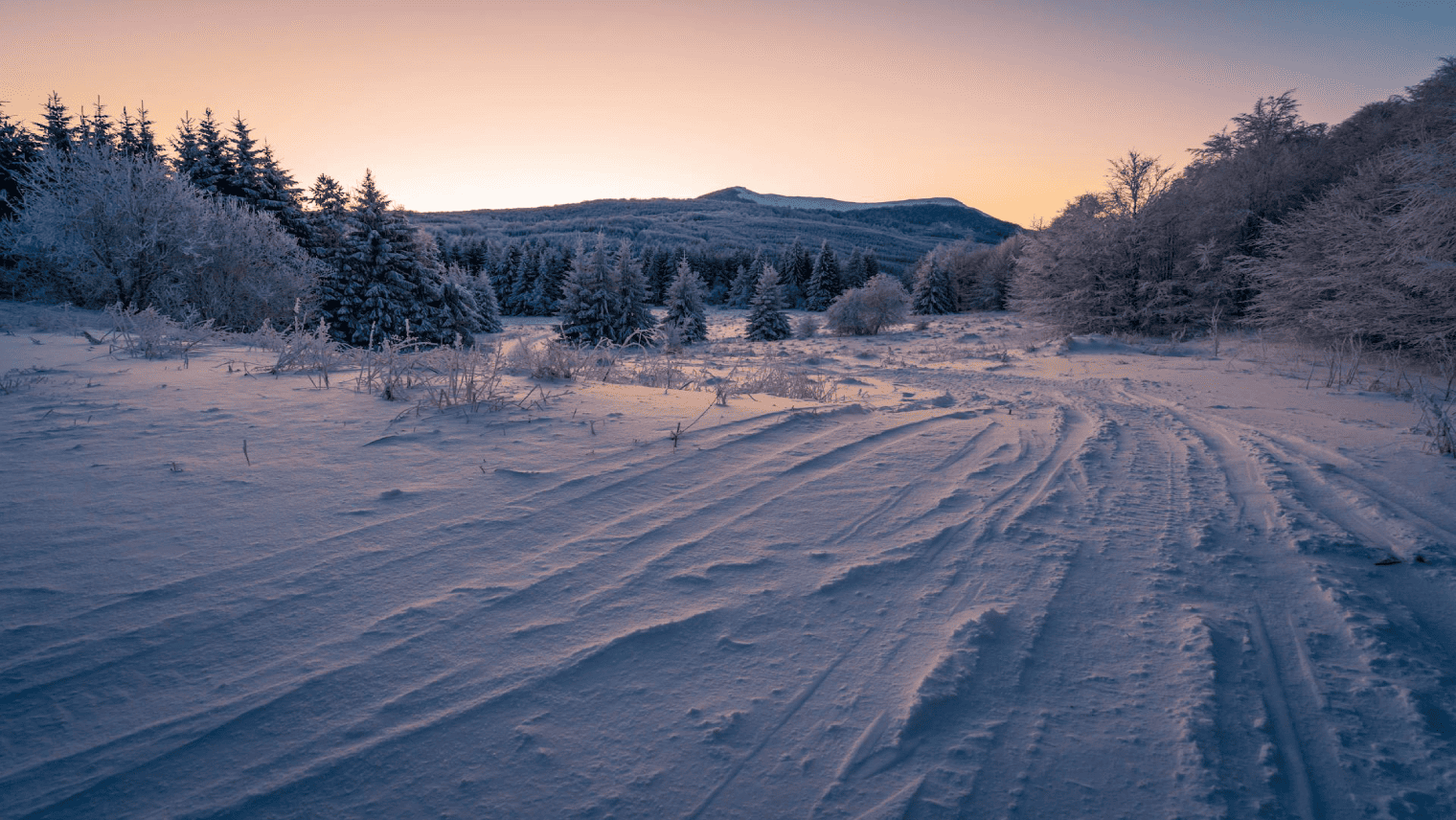 早朝の幻想的な風景、雪景色と静かな森