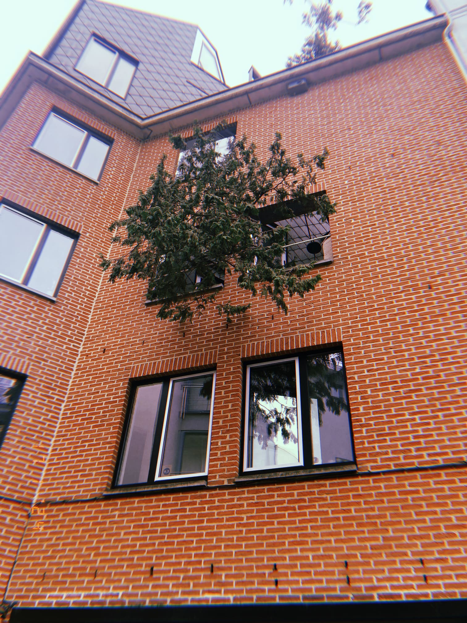 レンガの建物の窓から伸びる木（アントワープ）