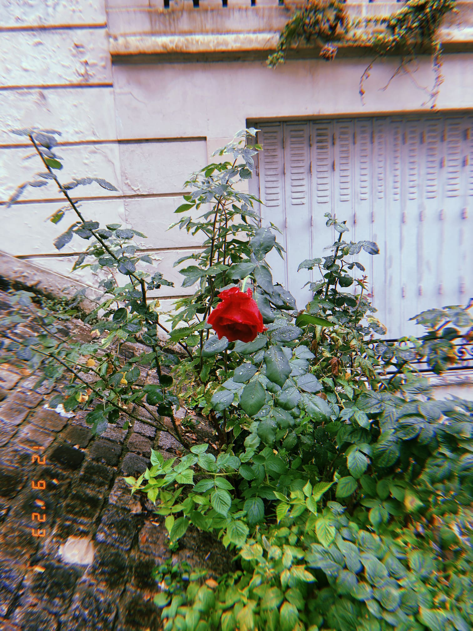 路地で咲く赤いバラのクローズアップ