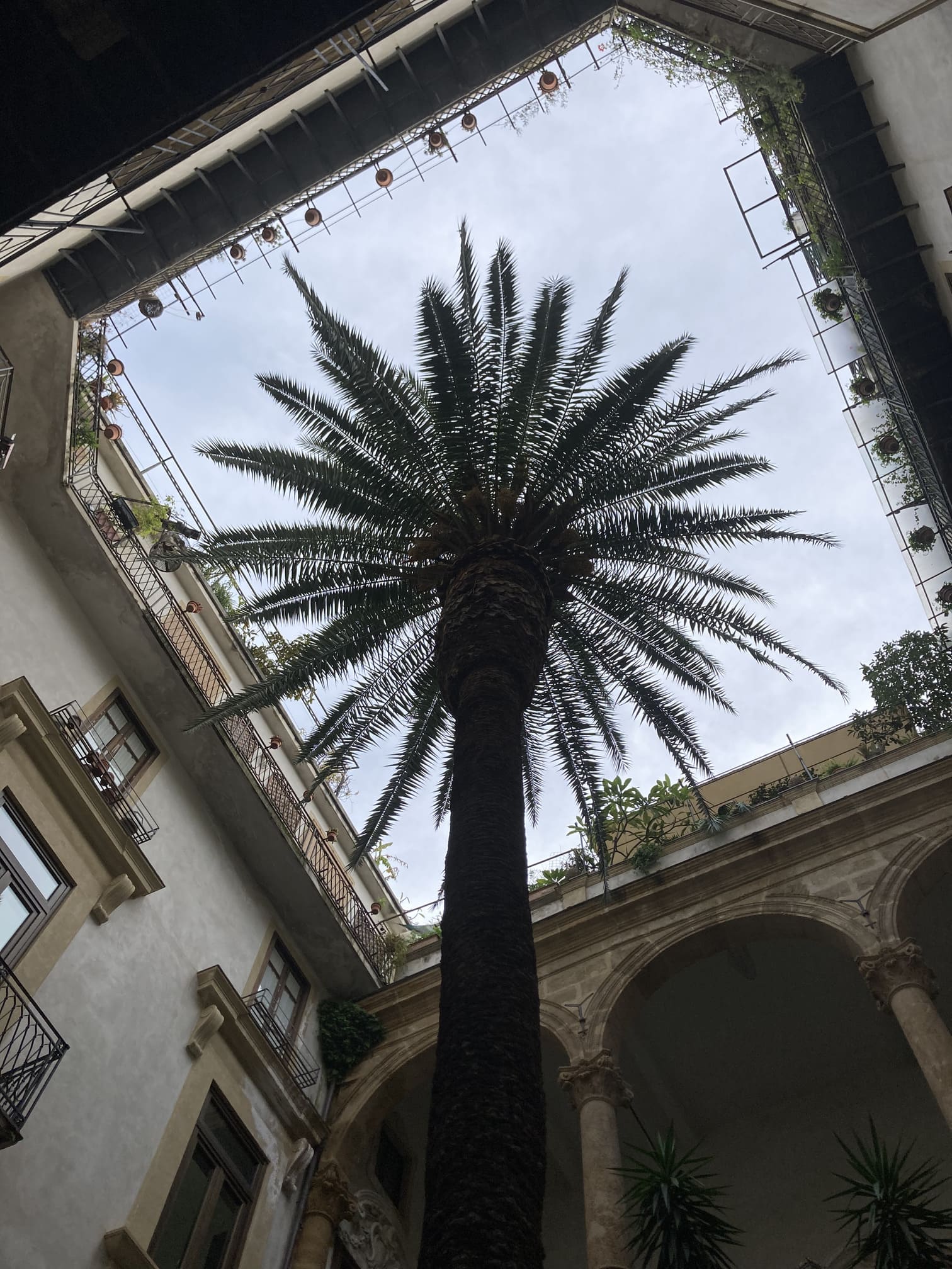 ヤシの木が立つパレルモの中庭