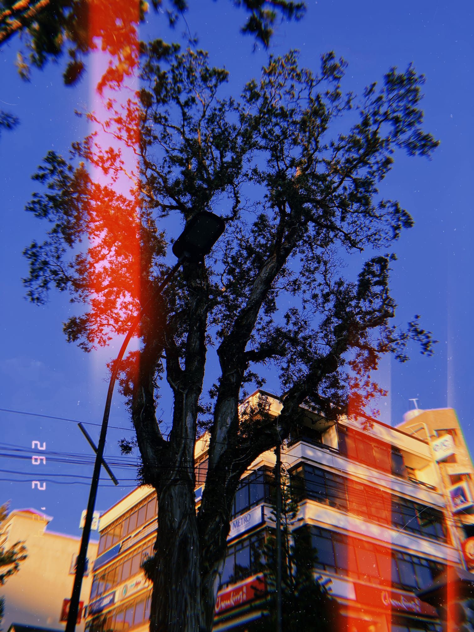 朝日に照らされる街路樹（バギオ）