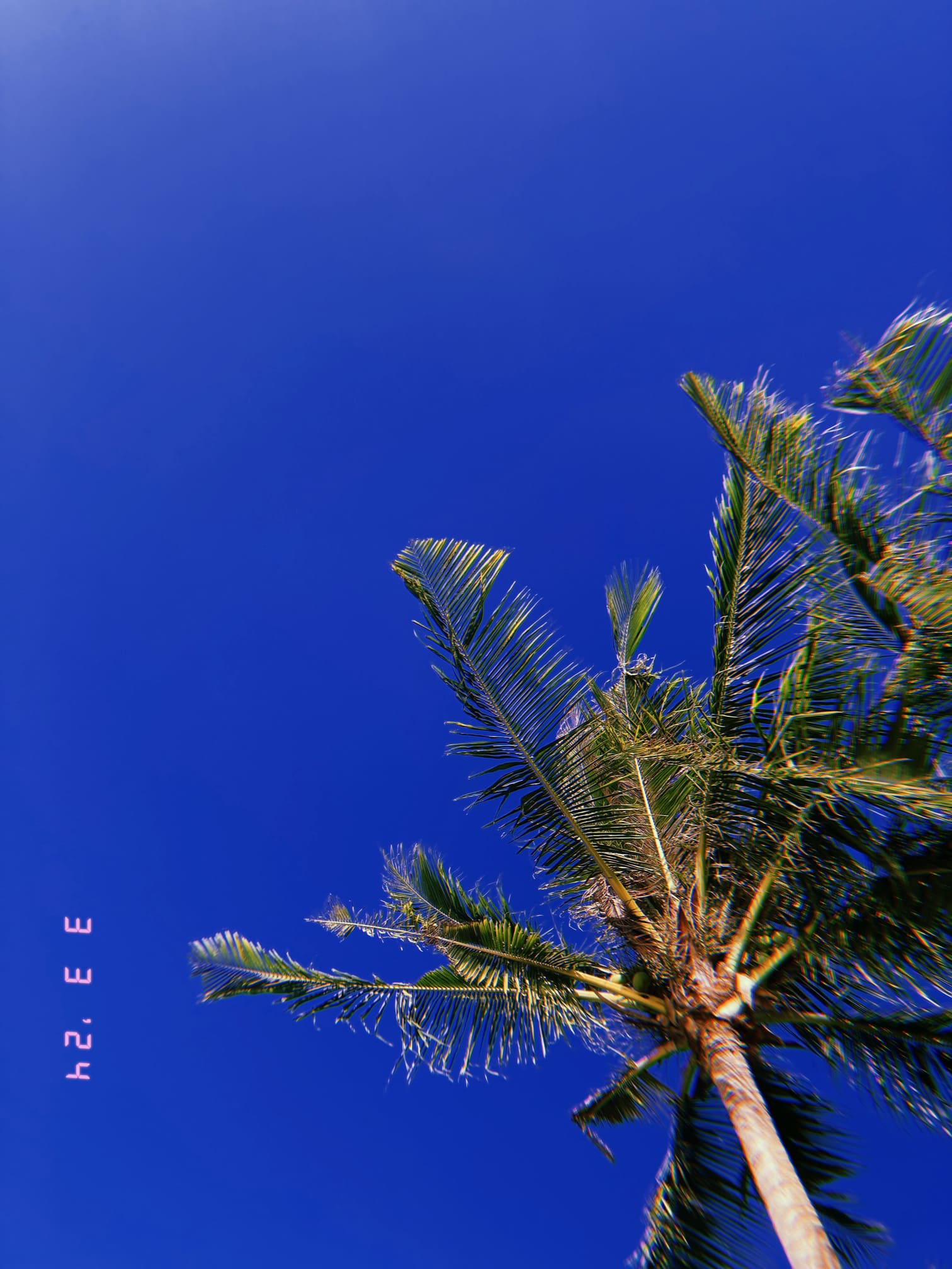 青空に映えるヤシの木（セブ島）