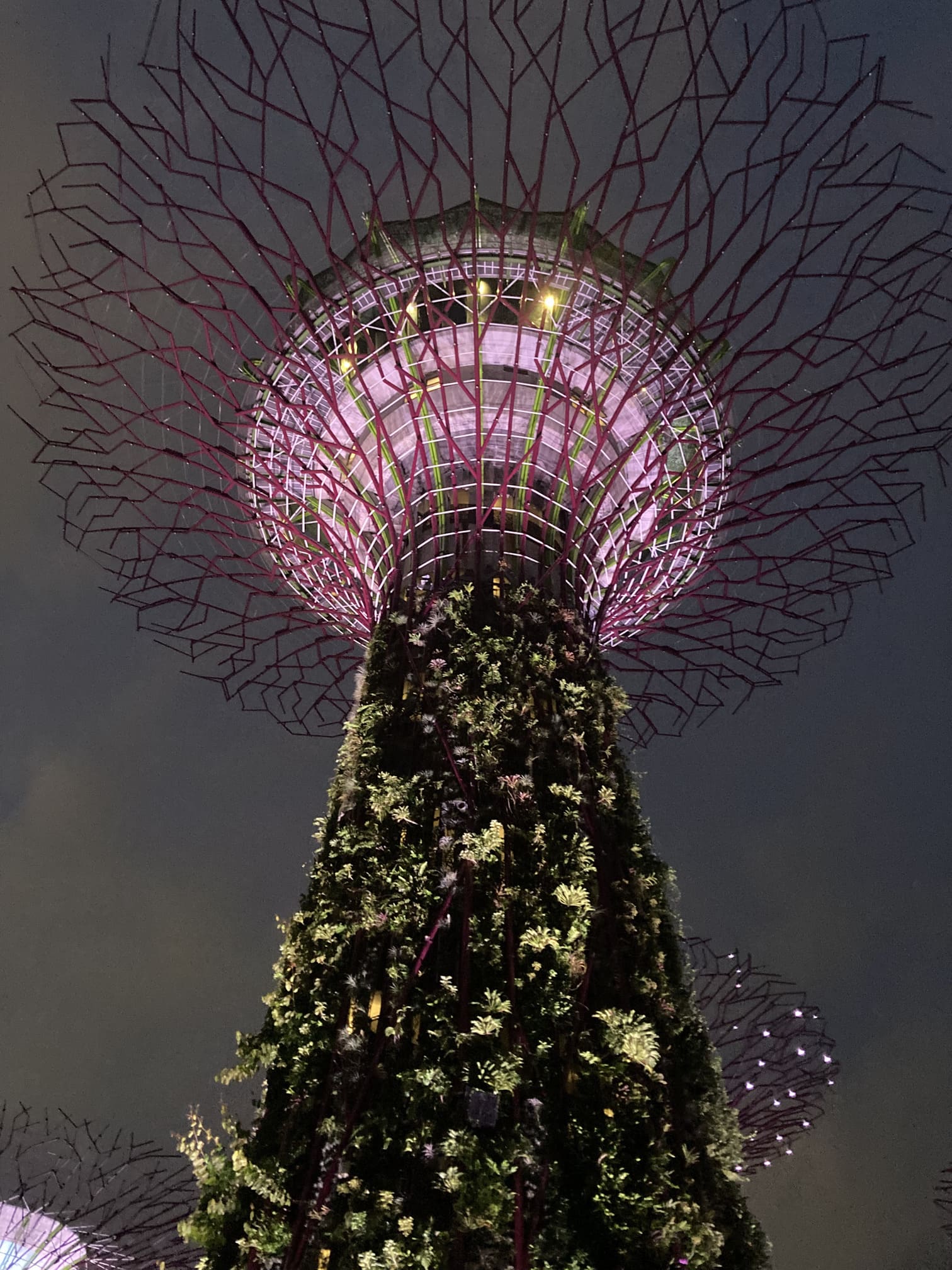 夜空にライトアップされたスーパーツリー