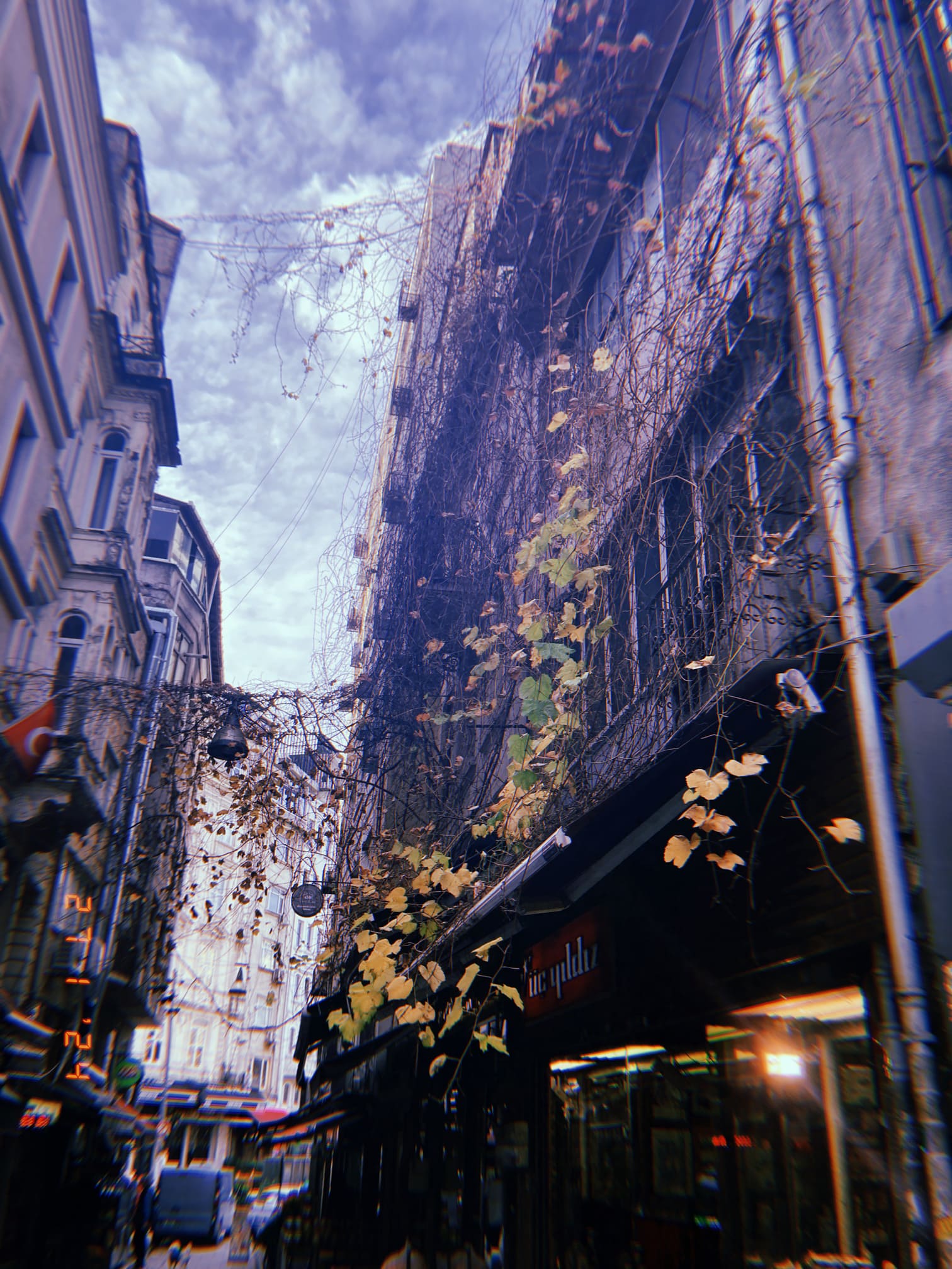 イスタンブールの細い路地に絡まる蔦と静かな街並み